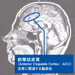 前帯状皮質について